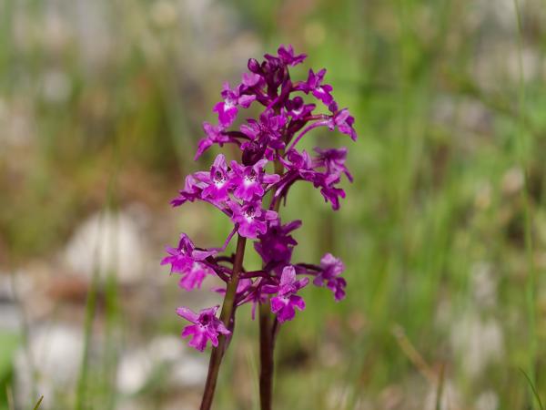 <h3><a href="/trips/Greece/biota/plantae/tracheophyta/liliopsida/asparagales/orchidaceae/orchis quadripunctata/orchis quadripunctata-nl.html">Orchis&nbsp;quadripunctata</a> / Four‑spotted&nbsp;orchid / Vierpuntjesorchis</h3>OM-1 Mark II met OLYMPUS M.150-400mm F4.5, 1/2000 sec  bij F4.5, ISO 320, afstand 3.92&nbsp;m